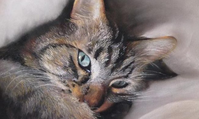 Exposition artistique SOS chats errants 87