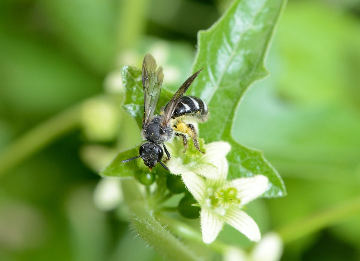 Que serait une soupe sans pollinisateurs ?