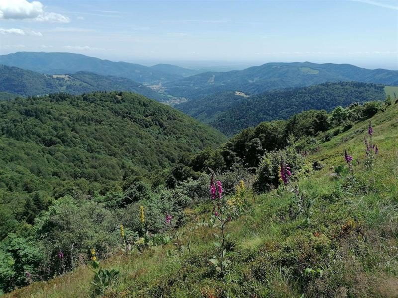 Histoire des paysages du Ballon d’Alsace