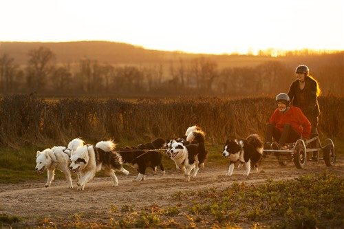 Wood'cie ranch canin