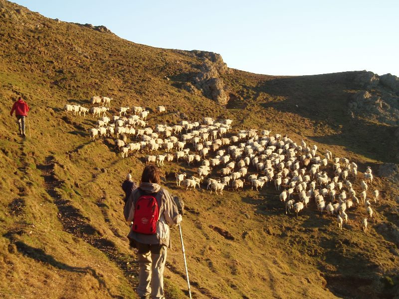 Balade avec un berger à Iraty