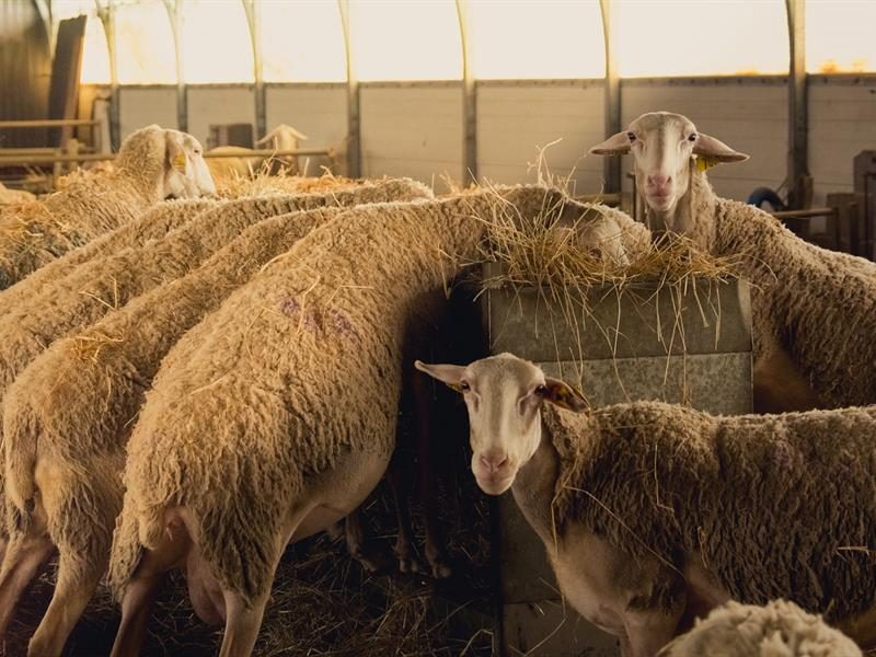 Ferme de Neufchef
