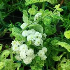 Plant d'Avenir