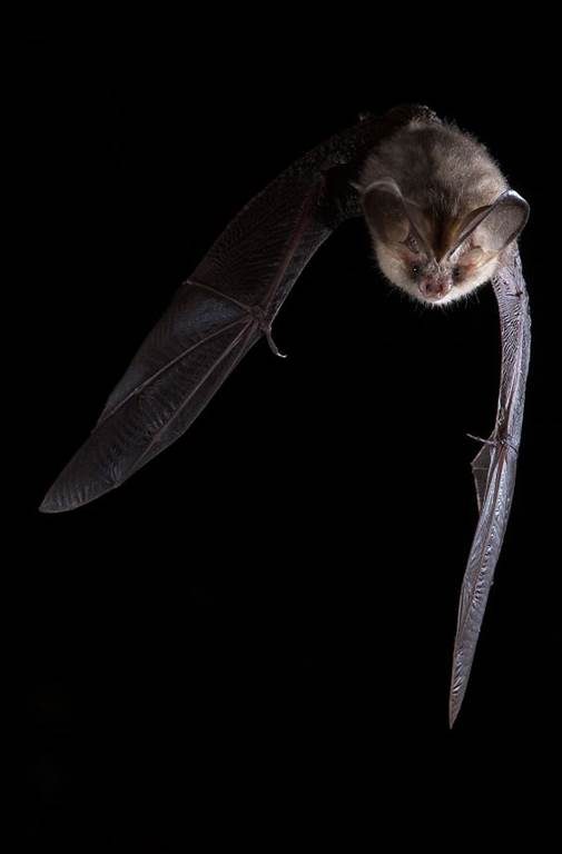 Quand la nuit s’anime : à la rencontre des chauves-souris