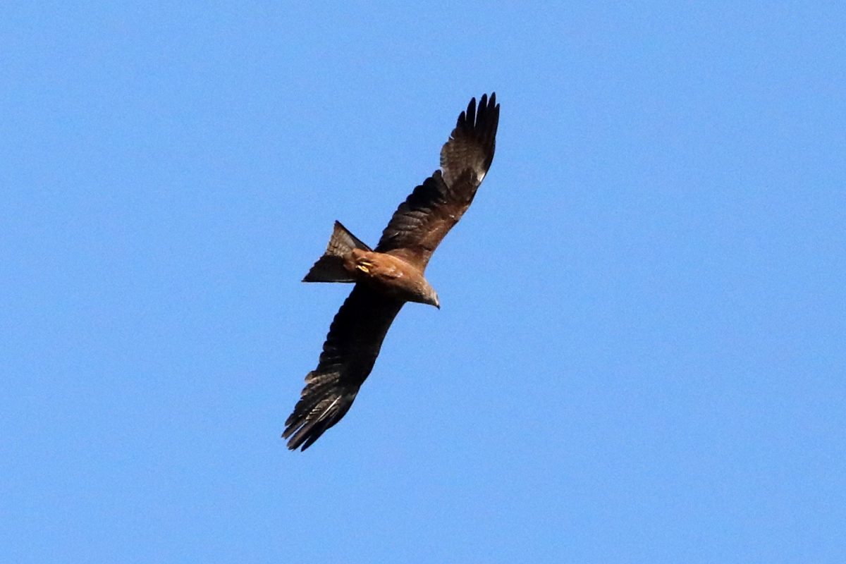 LES SORTIES NATURE : DÉCOUVERTE DES RAPACES