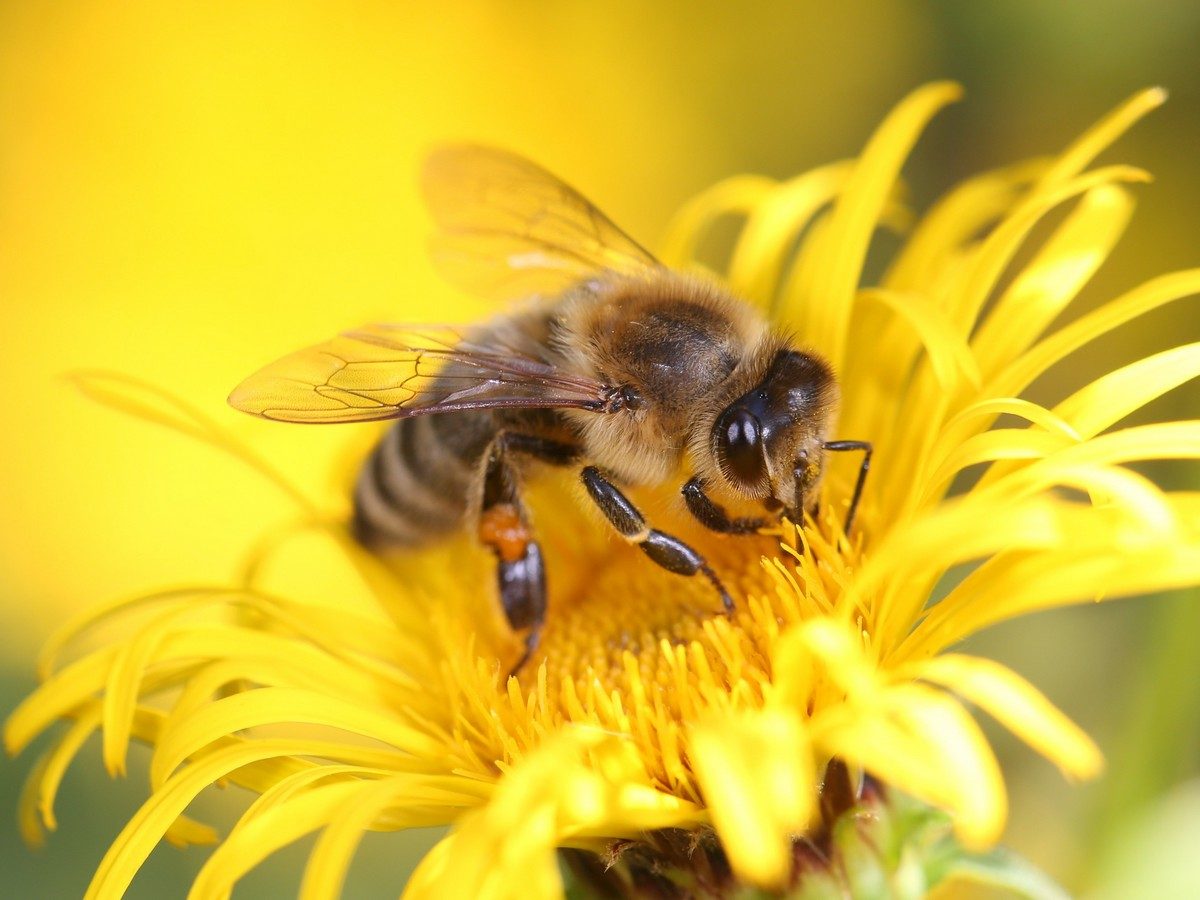 FÊTE DE L'ABEILLE