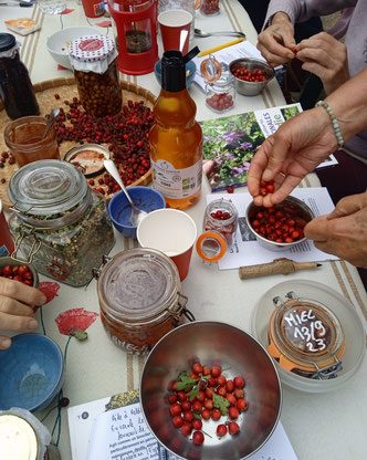 Ateliers-cueillettes de plantes sauvages