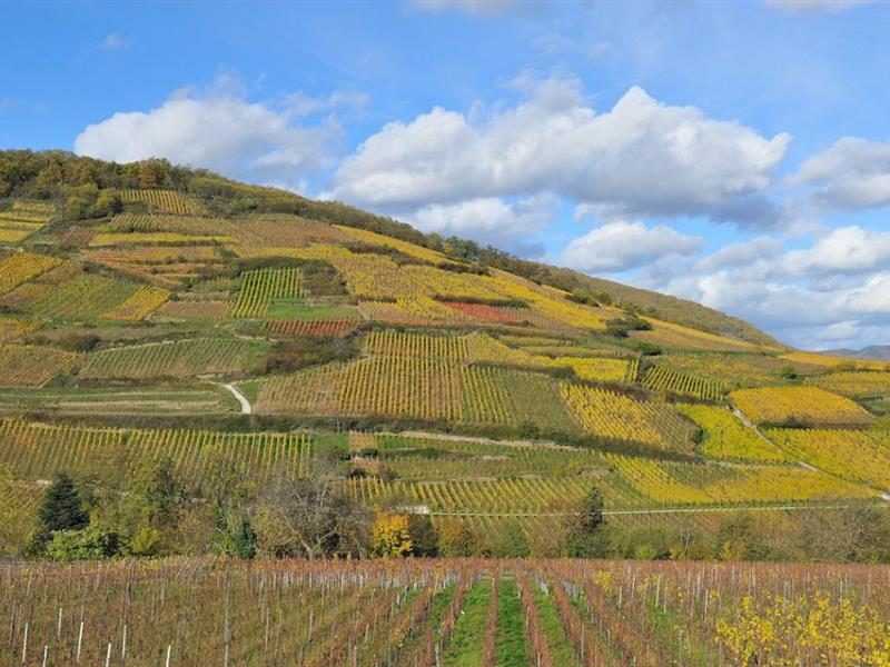Domaine Maurice Schoech & Fils