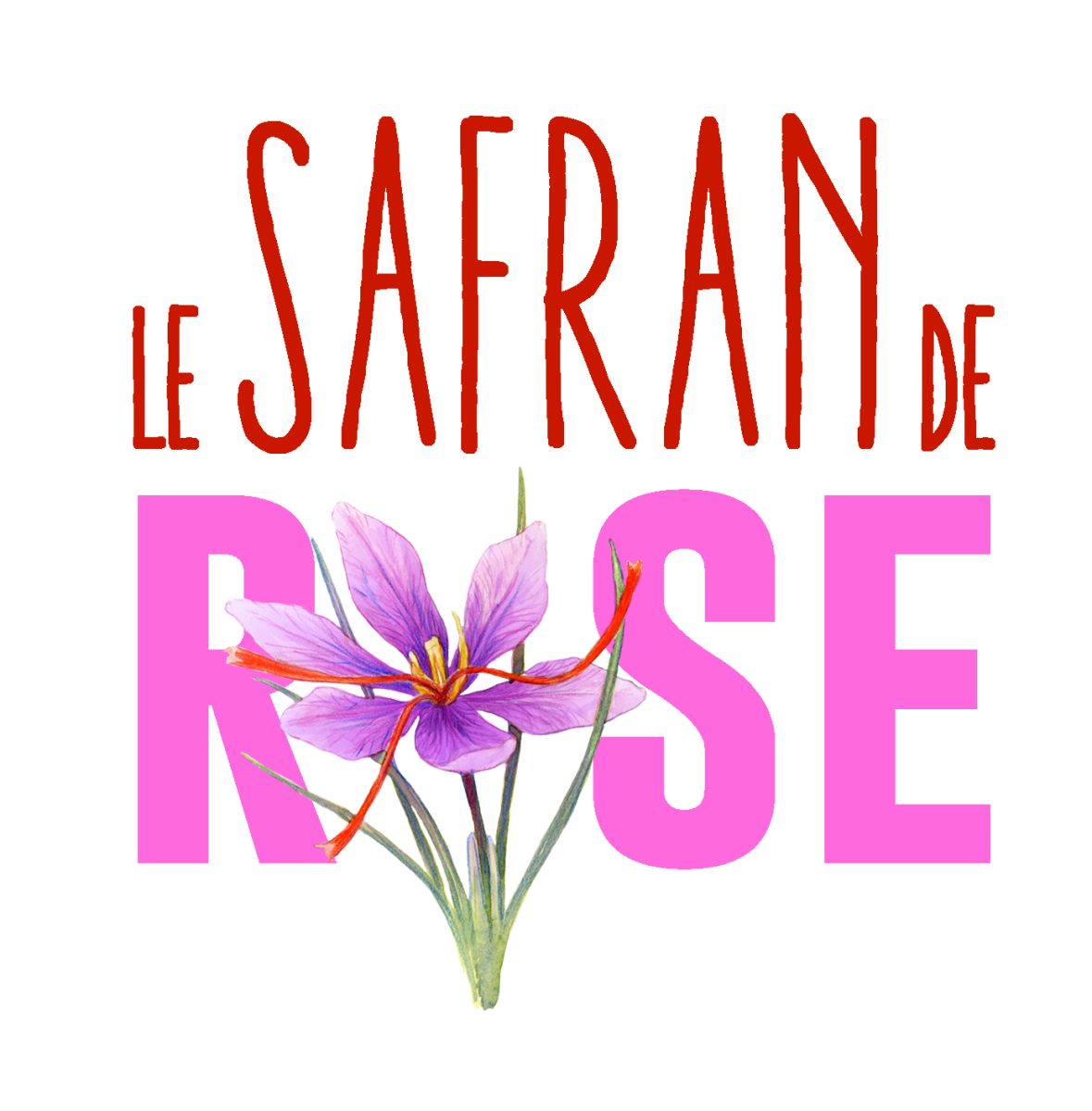 Le safran de rose
