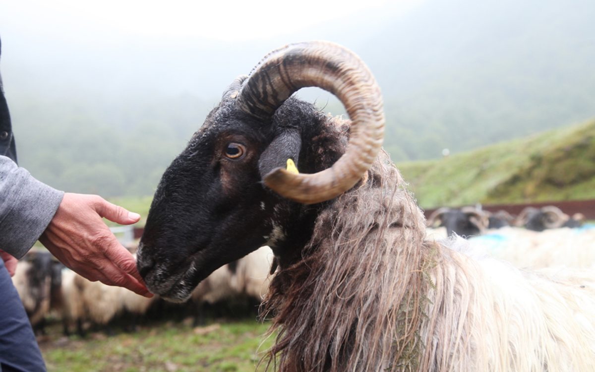 Ferme Beira