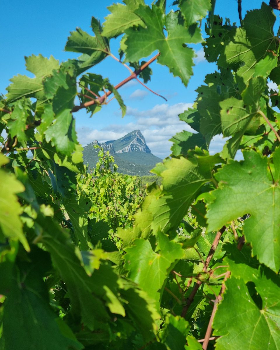 Domaine de la Vieille