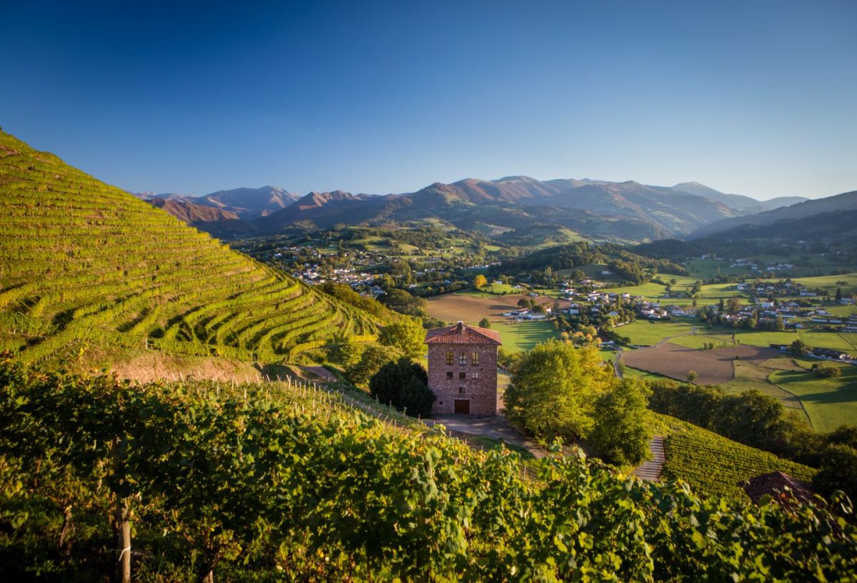 Vignoble Brana
