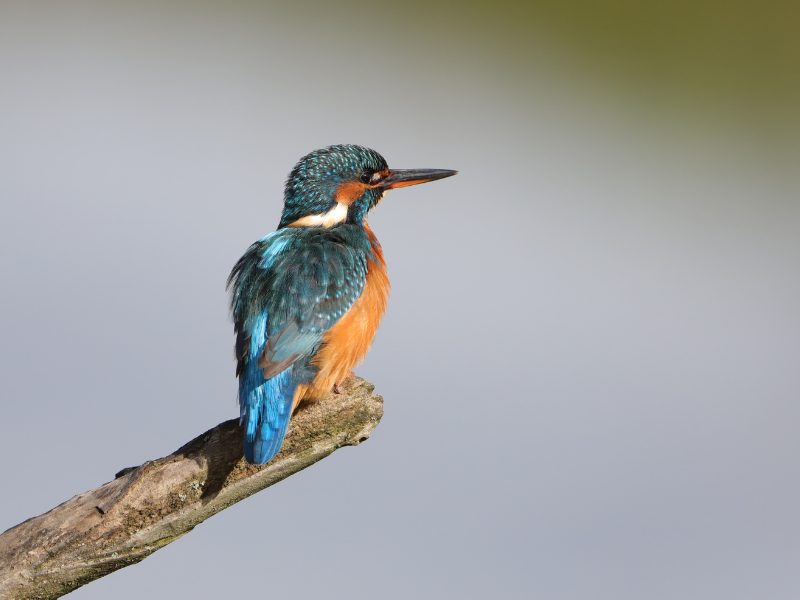 Terres d'Oiseaux - parc ornithologique