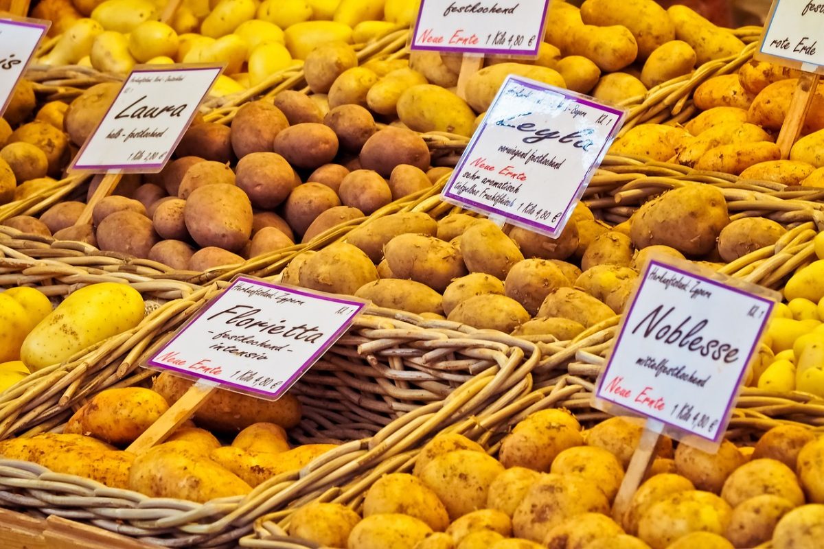 Pommes de terre - Variétés limousines