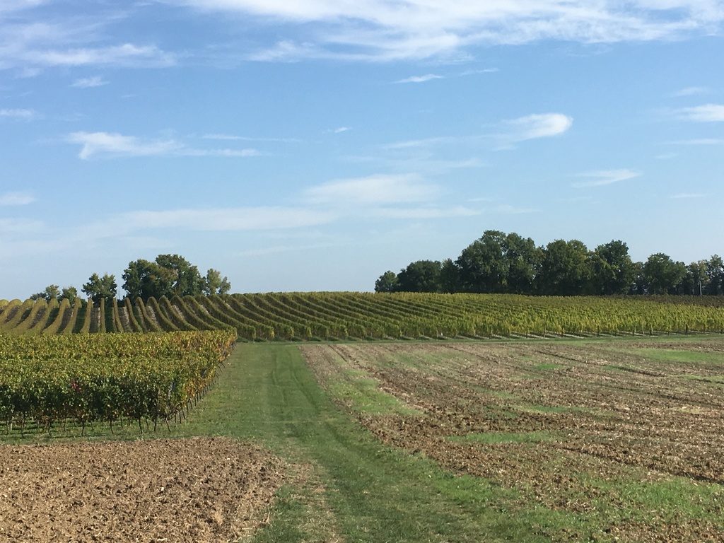Clos du Maine Chevalier