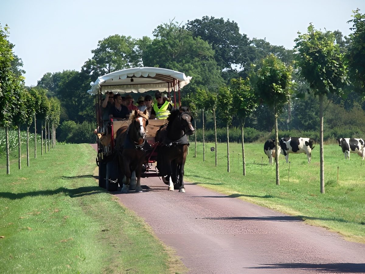 Les p'tites balades en attelage (1h)