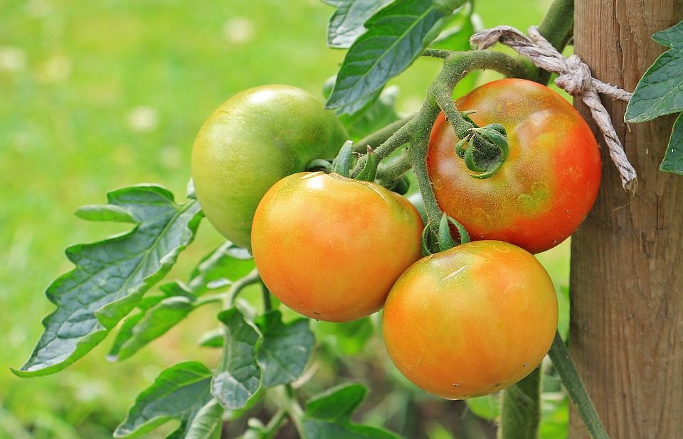La Tomate Ecarlate