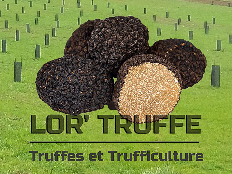 Lor'Truffe - Truffière du paradis