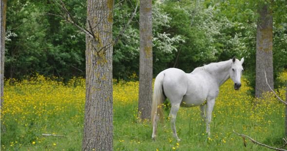 Poney Club de la Petite Rivière