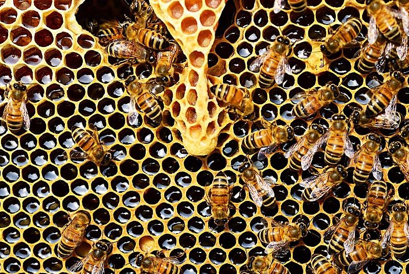La maison des abeilles de Maxime