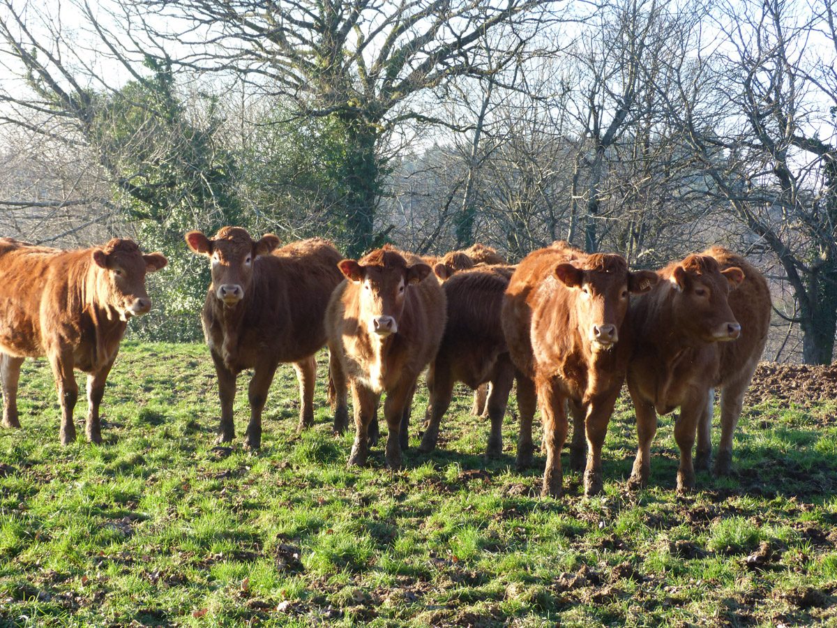 Ferme de Luc