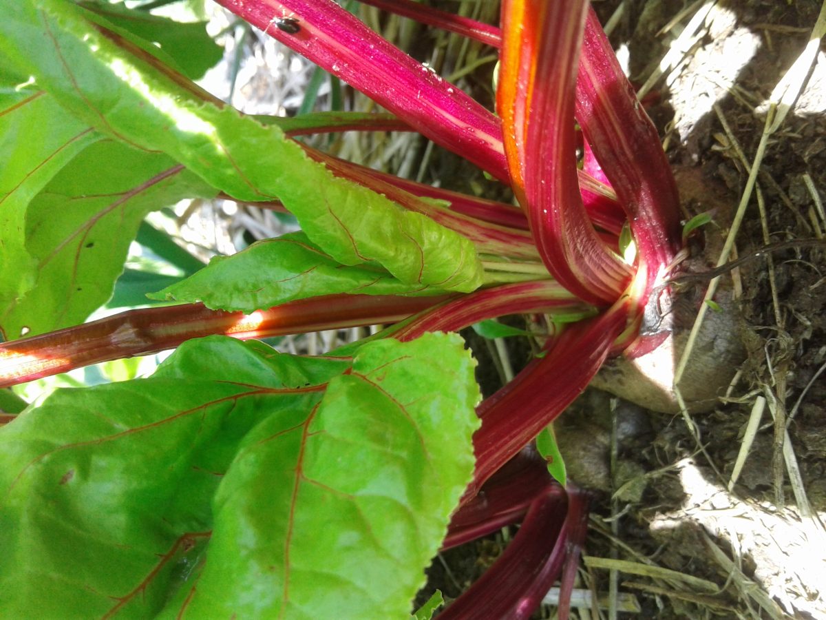Du bon dans le pré
