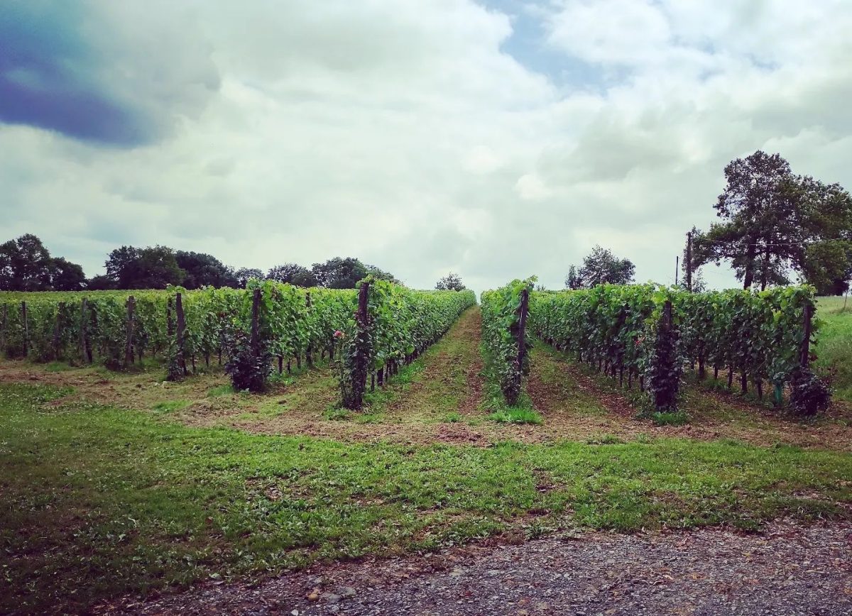 Clos Larrouyat