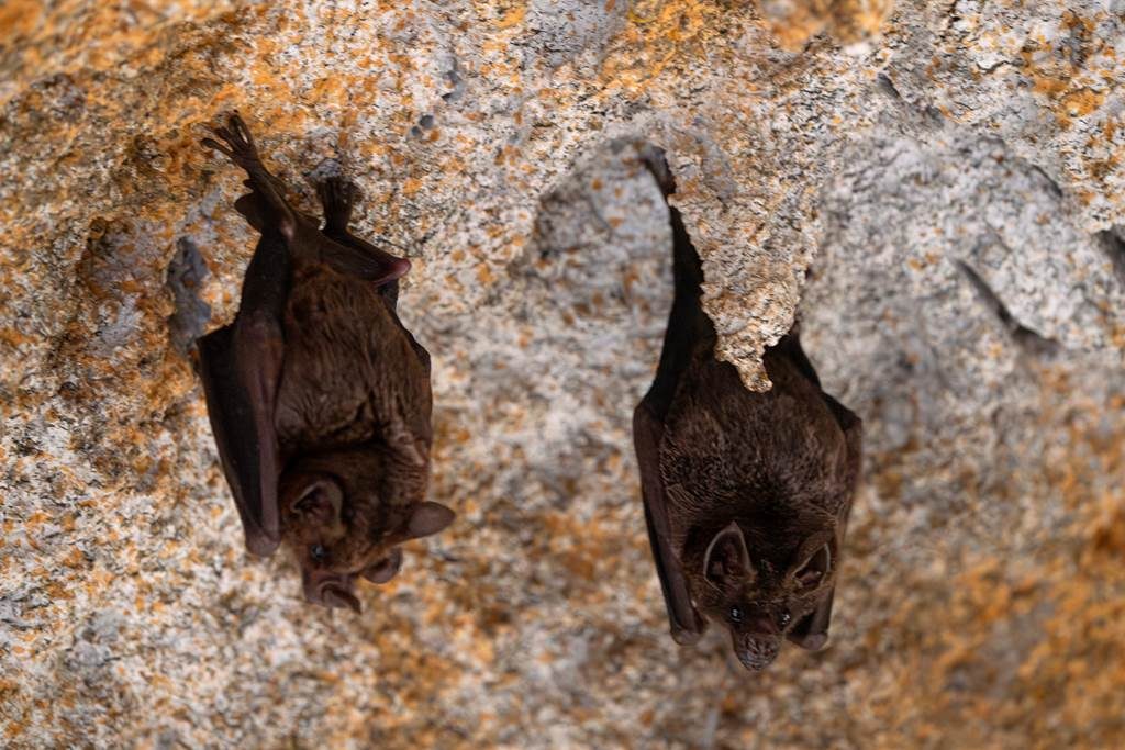 Nuit de la Chauve-souris
