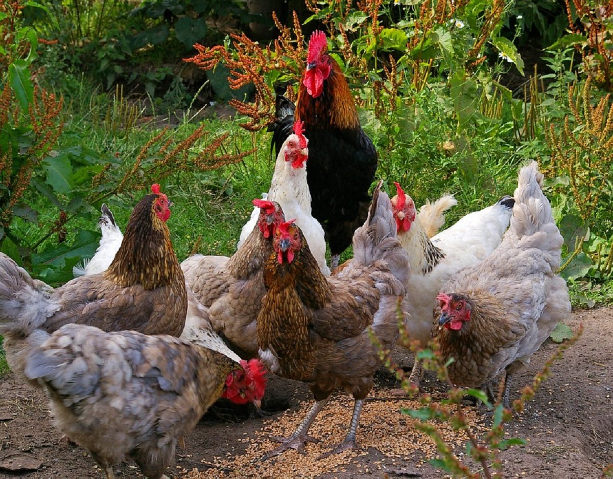 La Ferme de l'Aubannerie