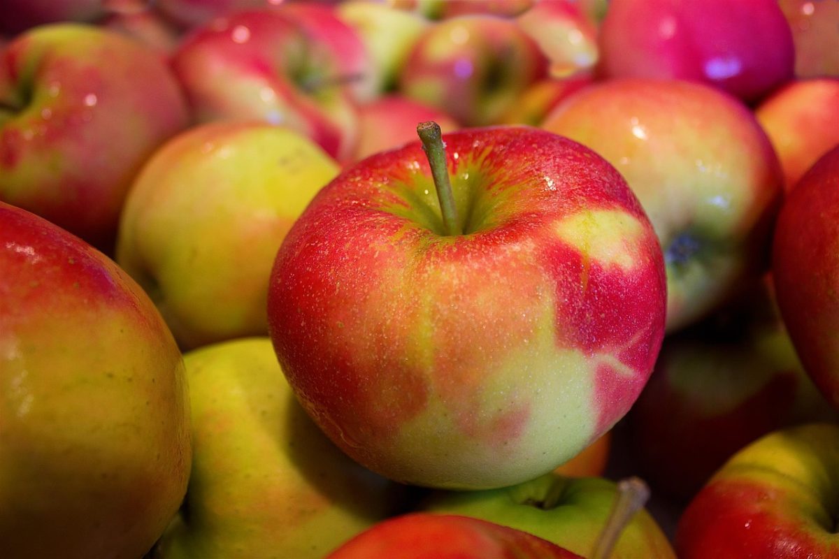 Pressoir pommes et poires