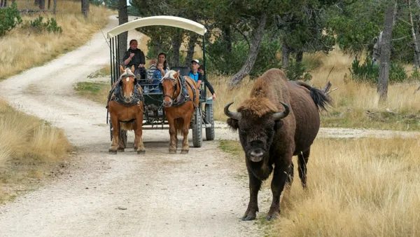 Réserve des Bisons d'Europe de la Margeride
