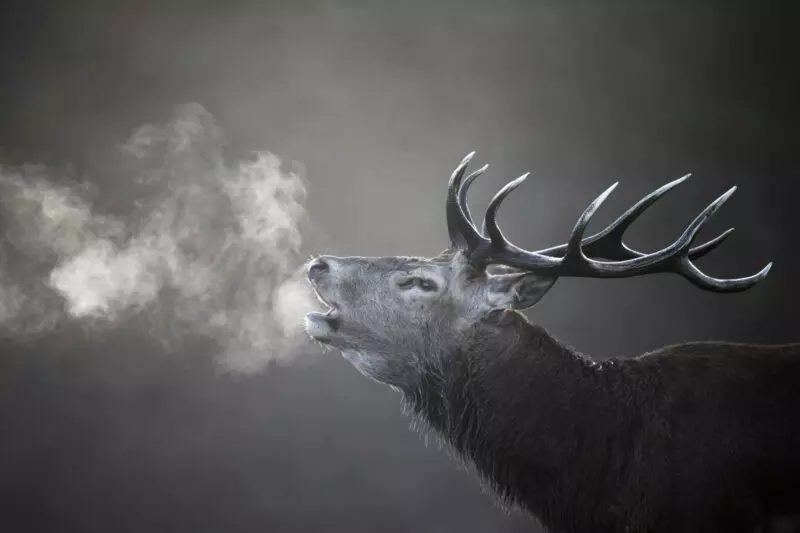Soirée brame du cerf