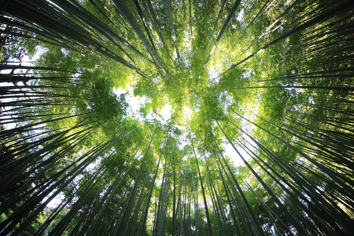 Les arbres et nous