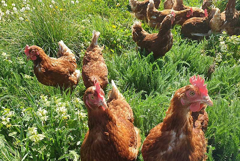 Ferme de Suxy